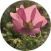 Musk Mallow Essential Oil