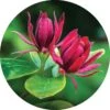 AllSpice Essential Oil - Living Libations