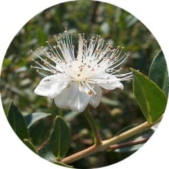 Anise Myrtle Essential Oil - Living Libations