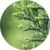 Cedar White Absolute - Living Libations