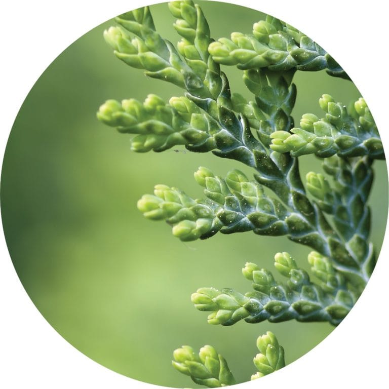 Cedar White Absolute - Living Libations