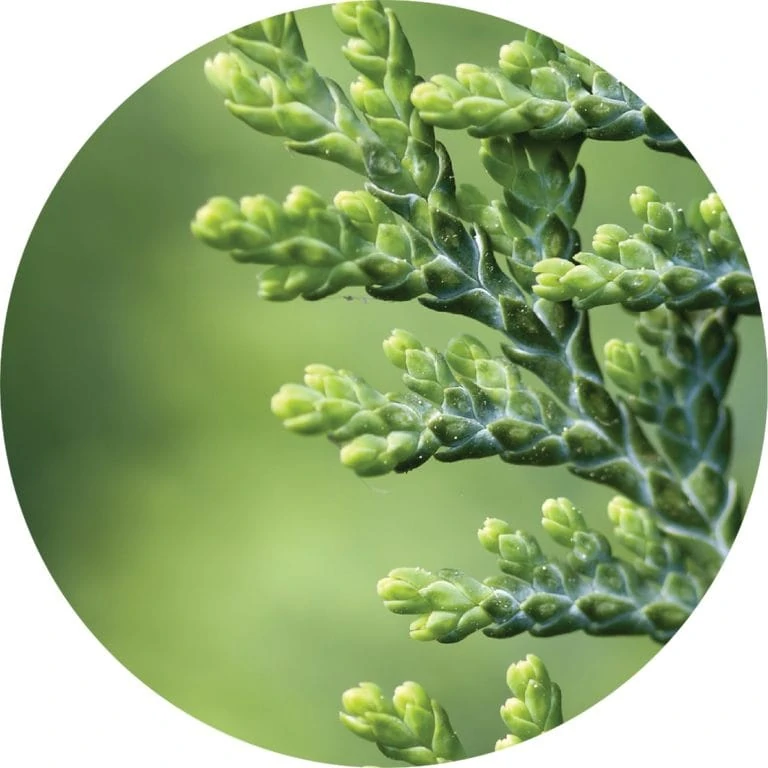 Cedar White Absolute - Living Libations