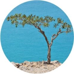Frankincense Essential Oil - Living Libations