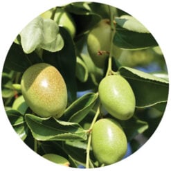 Jojoba Organic Oil