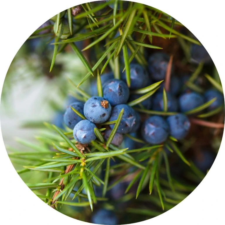Juniperberry Essential Oil - Living Libations
