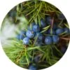 Juniperberry Essential Oil - Living Libations