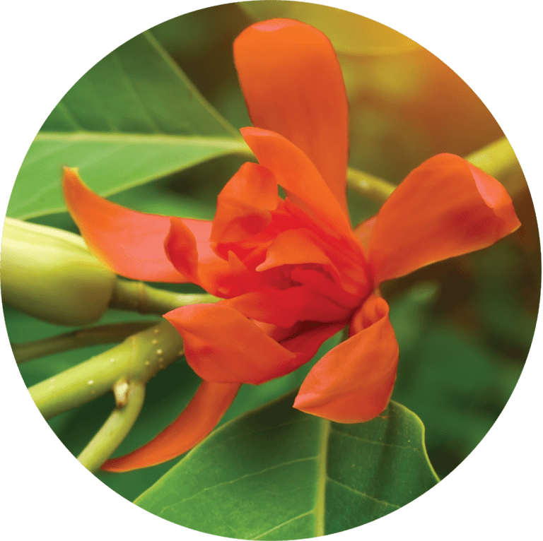Living LIbations Red Champa Absolute