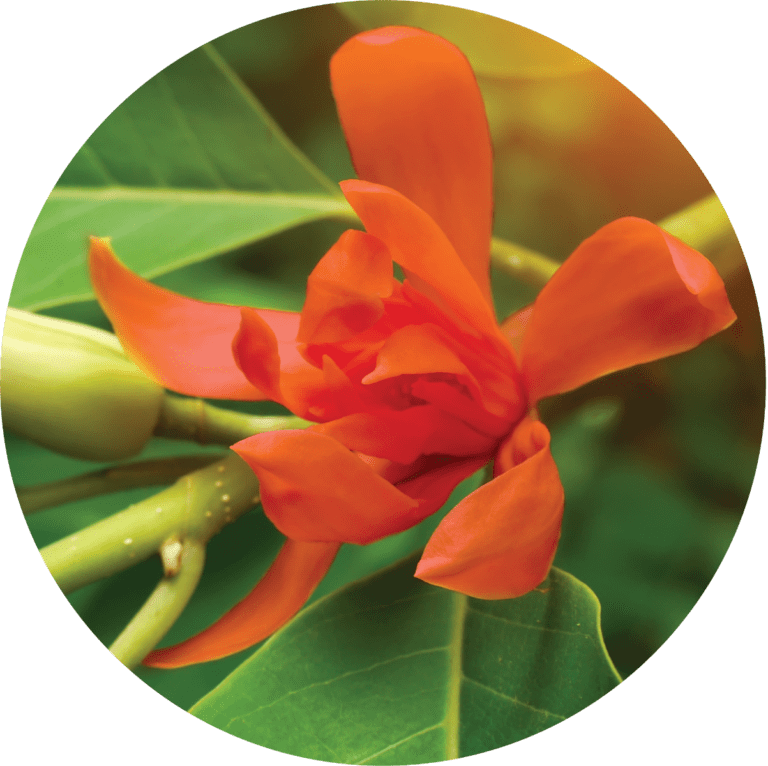 Living LIbations Red Champa Absolute
