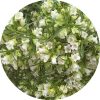 Living Libations - Buddhawood Essential Oil