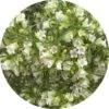 Living Libations - Buddhawood Essential Oil