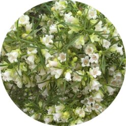 Living Libations - Buddhawood Essential Oil