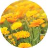 Living Libations - Calendula Essential Oil