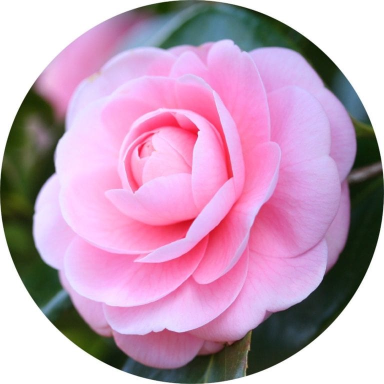 Living Libations Camellia Carrier Oil