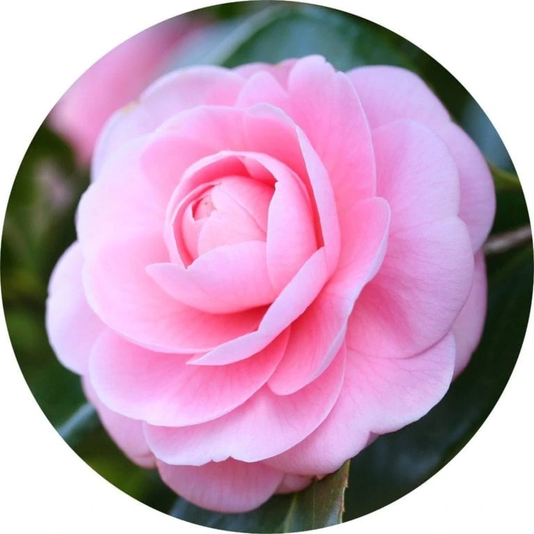 Living Libations Camellia Carrier Oil
