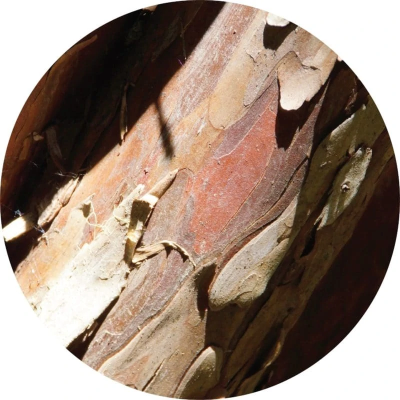 Living Libations - Cedar, Red Essential Oil