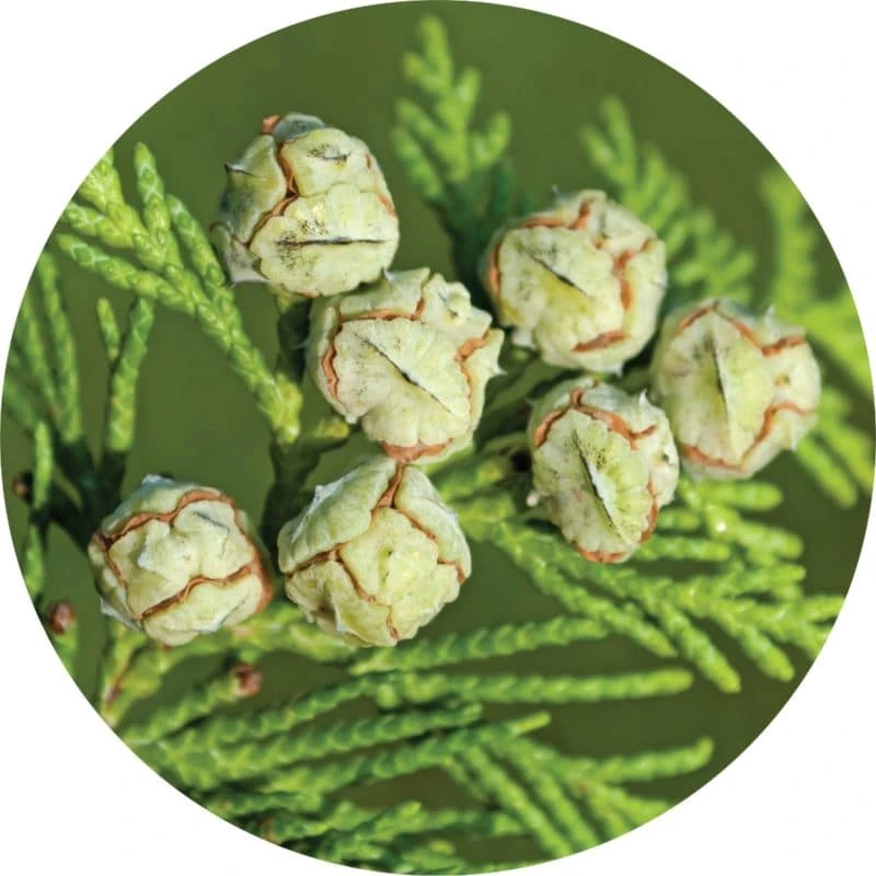 Living Libations - Cedar White Essential Oil