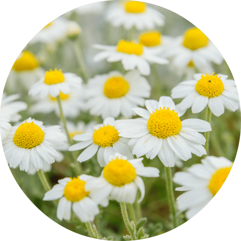 Chamomile Essential Oil