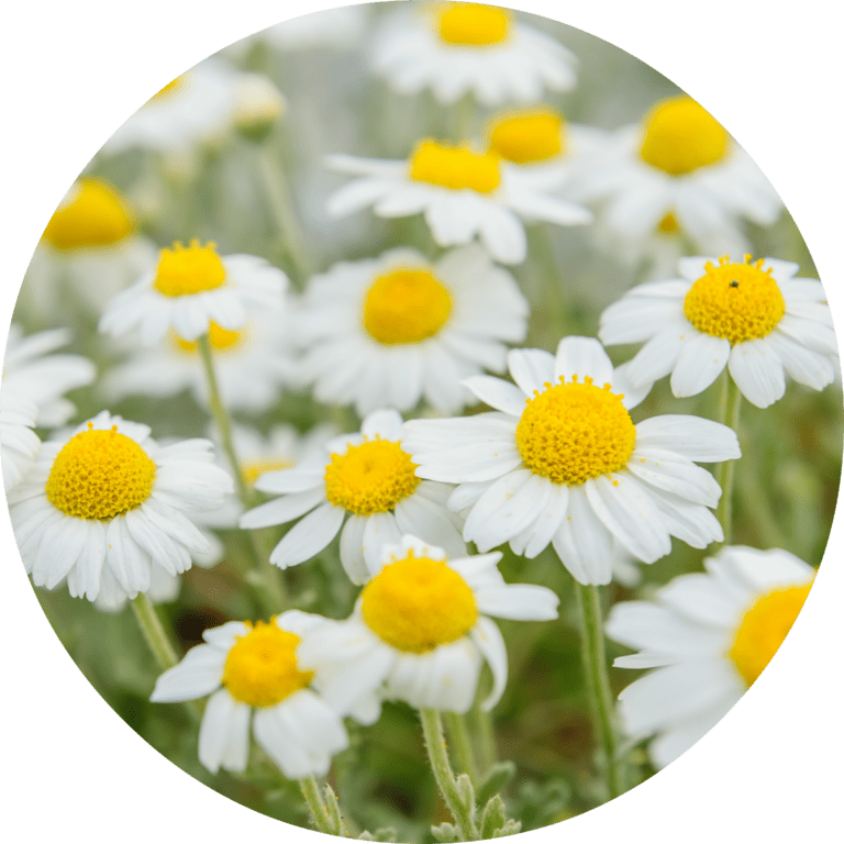 Chamomile Essential Oil