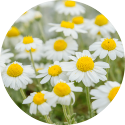 Chamomile Essential Oil