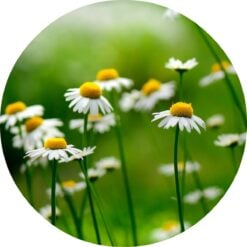 Living Libations - Chamomile German Blue Essential Oil