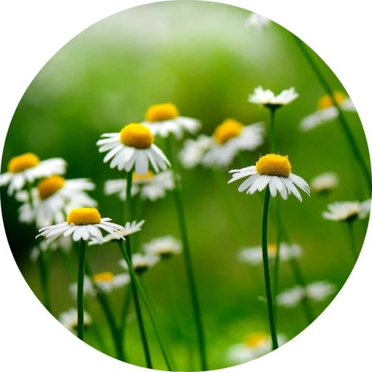Living Libations - Chamomile German Blue Essential Oil