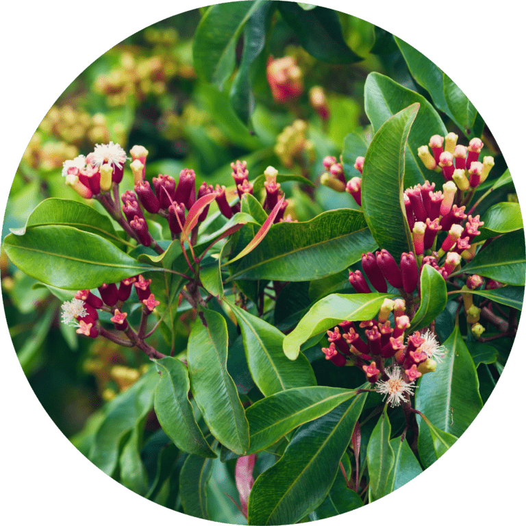 Living Libations Clove Bud Essential Oil