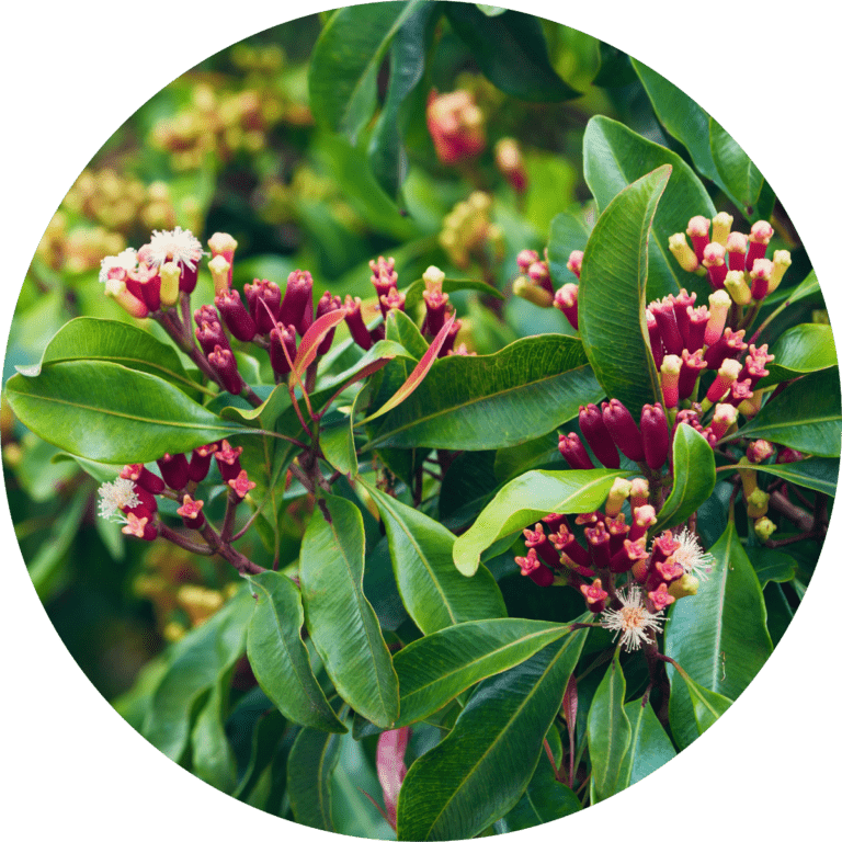 Living Libations Clove Bud Essential Oil
