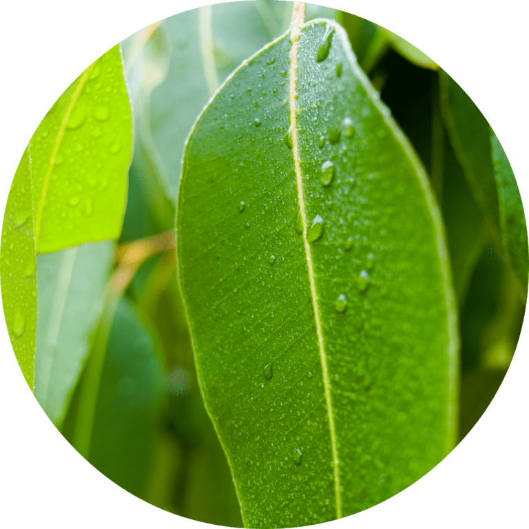 Living Libations Eucalyptus Essential Oil