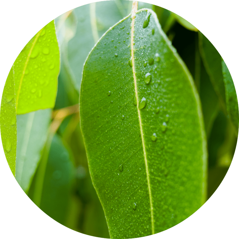 Living Libations Eucalyptus Essential Oil