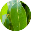 Living Libations Eucalyptus Essential Oil