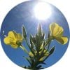 Living Libations Evening Primrose Carrier Oil