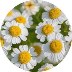 Living Libations Feverfew Essential Oil