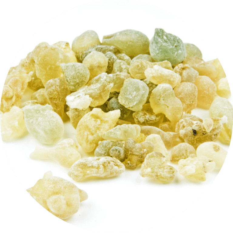 Living Libations Frankincense Serrata Essential Oil