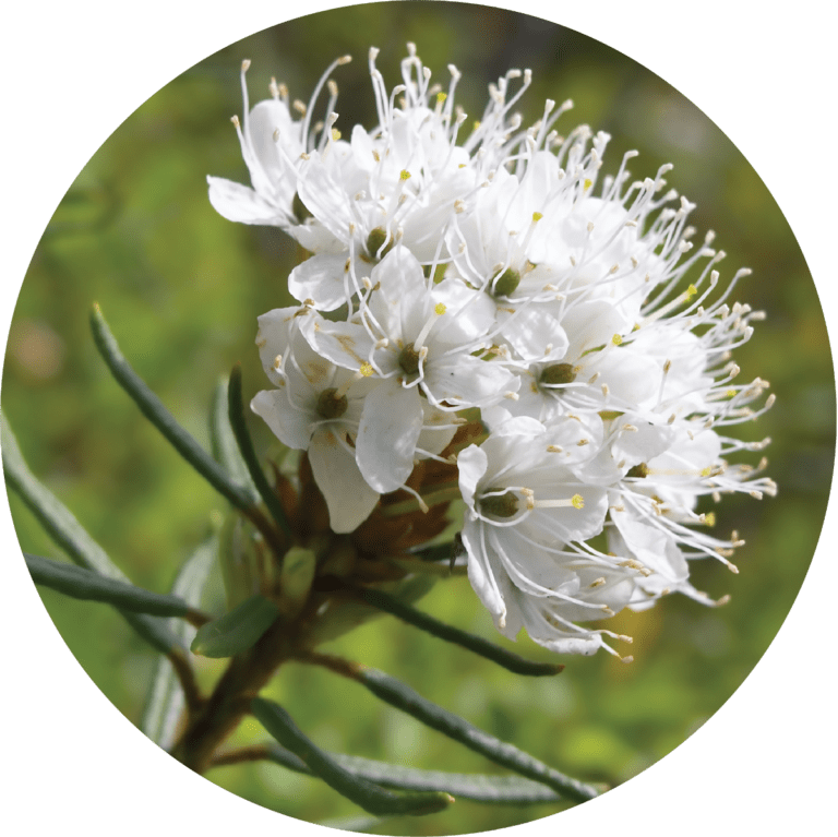 Living Libations Greenland Moss Essential Oil