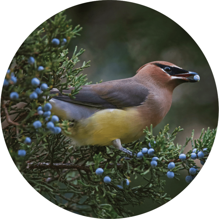 Living Libations Juniper, Rocky Mountain Essential Oil