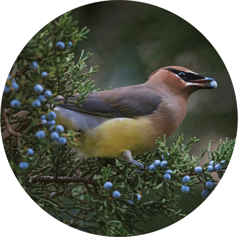 Living Libations Juniper, Rocky Mountain Essential Oil