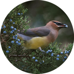 Living Libations Juniper, Rocky Mountain Essential Oil