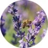 Living Libations - Lavender Essential Oil