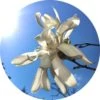Living Libations Magnolia Flower Essential Oil
