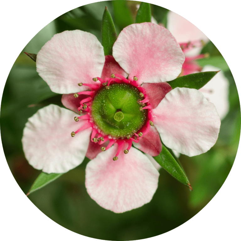 Living Libations Manuka Essential Oil