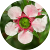 Living Libations Manuka Essential Oil