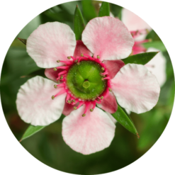 Living Libations Manuka Essential Oil