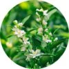 Living Libations Neroli Essential Oil