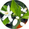 Living Libations Neroli Fleurs sur Petitgrain Essential Oil