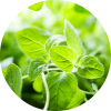 Oregano Essential Oil