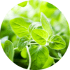Oregano Essential Oil