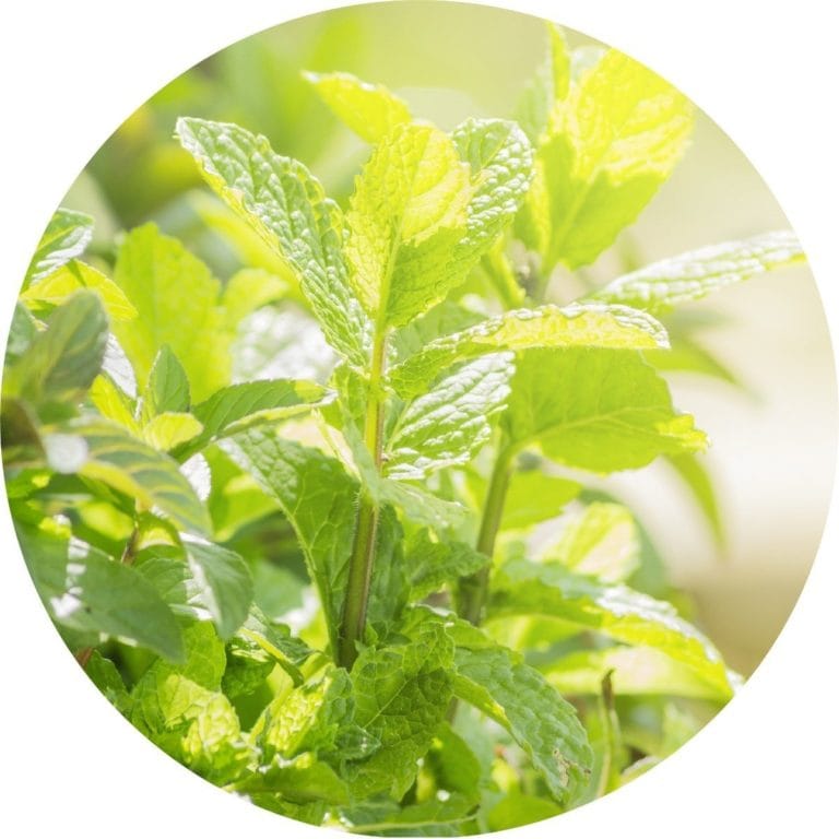 Living Libations Peppermint Essential Oil