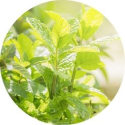 Living Libations Peppermint Essential Oil