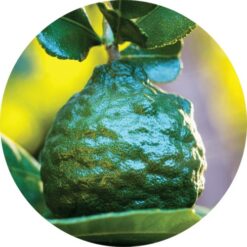 Living Libations Petitgrain, Combava Essential Oil
