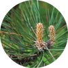 Living Libations - Pine Grand White Essential Oil